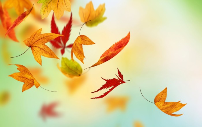 falling fall leaves