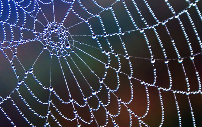 spider web