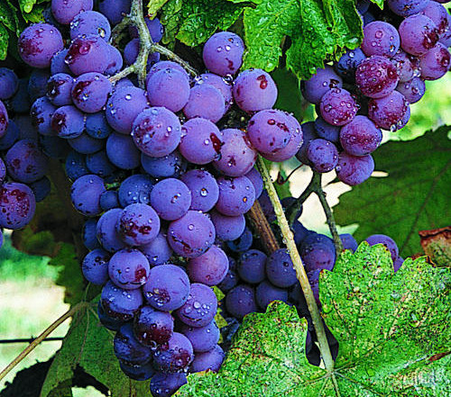 grapes, wine, vintage